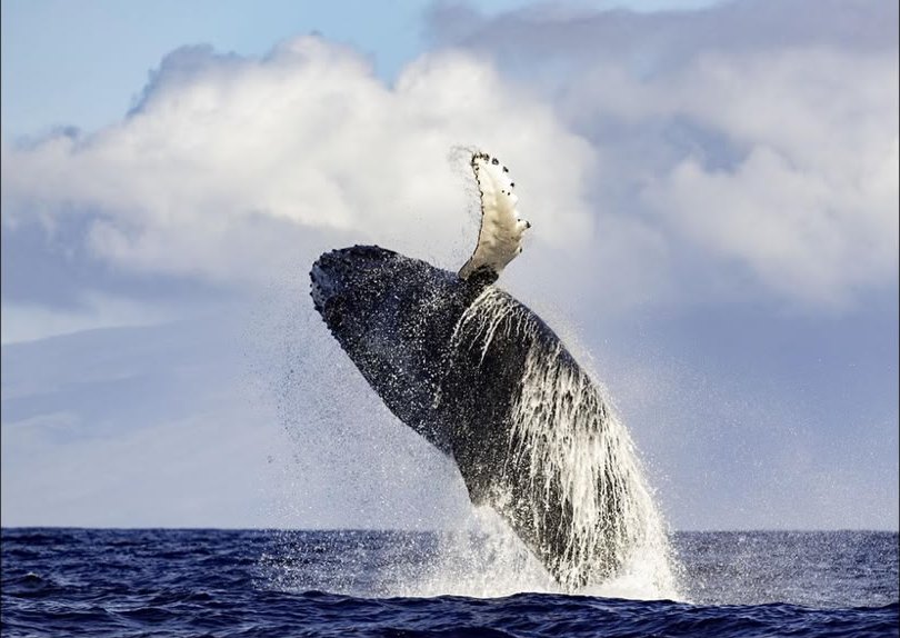 Une baleine à bosse surgit hors de l'eau dans un saut spectaculaire au large de Moorea