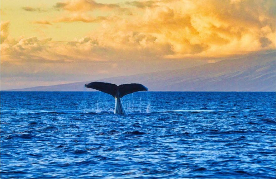 La nageoire caudale d'une baleine à bosse se découpe sur un coucher de soleil doré à Moorea
