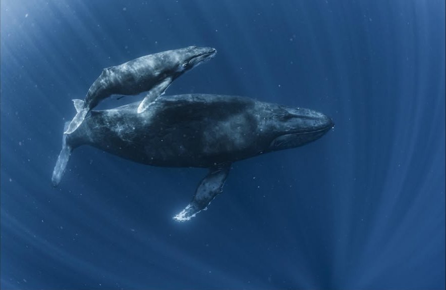 Une mère baleine à bosse et son baleineau glissent ensemble sous la surface