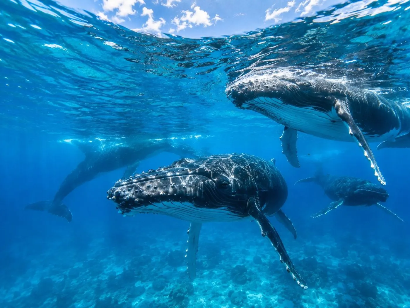 Tour Baleines